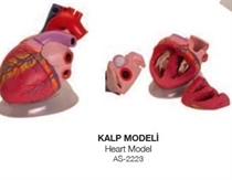 Resim Kalp Modeli